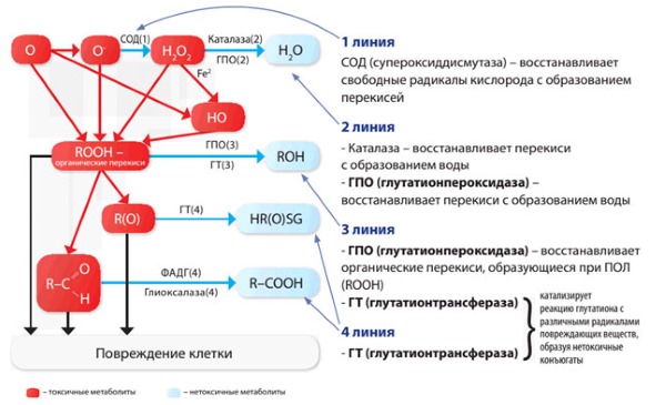 Система глутатиона – единственная, которая участвует в трех линиях защиты из четырех, и вносит основной вклад в функционирование антиоксидантной защиты организма Система глутатиона – единственная, которая участвует в трех линиях защиты из четырех, и вносит основной вклад в функционирование антиоксидантной защиты организма