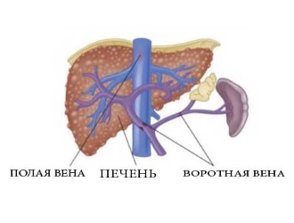 Строение вен Строение вен