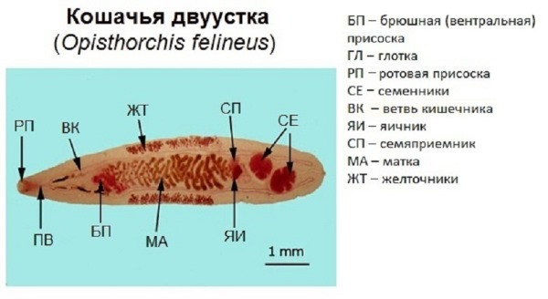 Анатомия кошачьей двуустки Анатомия кошачьей двуустки