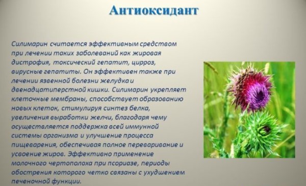 О пользе силимарина О пользе силимарина