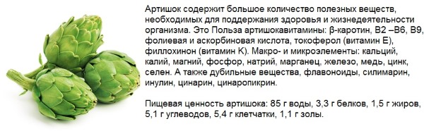 Состав растения Артишока Состав растения Артишока
