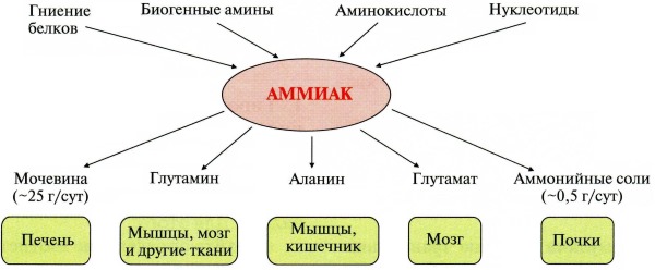 Источники аммиака и пути его превращения в разных тканях Источники аммиака и пути его превращения в разных тканях