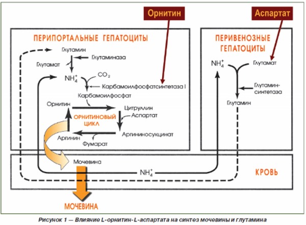 Орнитиновый цикл Орнитиновый цикл