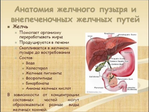 Анатомия желчного пузыря и внепеченочных желчных путей Анатомия желчного пузыря и внепеченочных желчных путей
