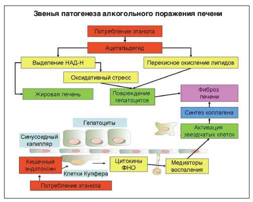 алкогольное поражение печени