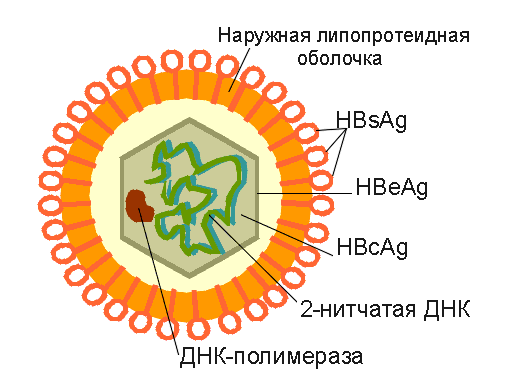 Структура вируса гепатита В
