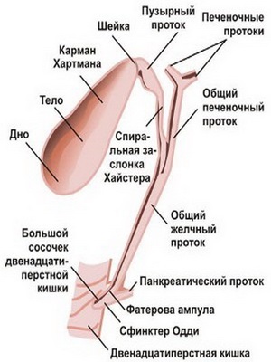 Из чего состоит орган
