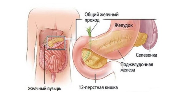 Таким образом можно показать систему органов, включая включая желчный пузырь