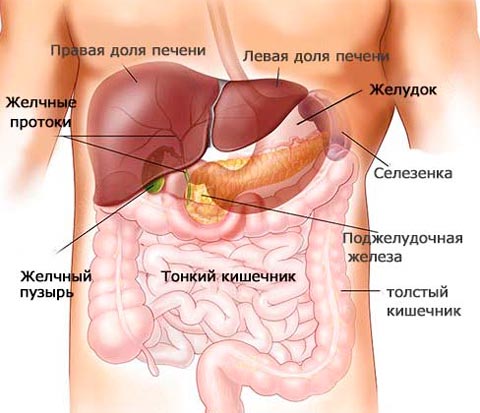 Расположение желчного пузыря