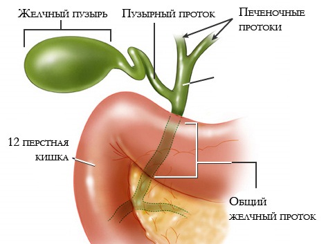 Что из себя представляет желчный пузырь