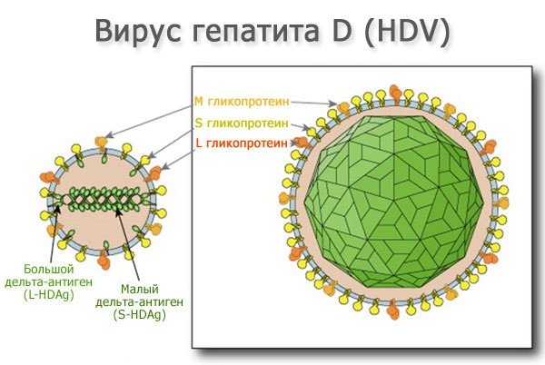 gepatitd_virus.jpg