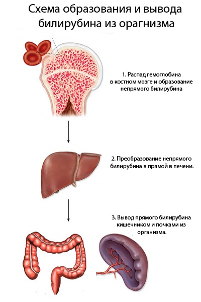 Процесс выведения желчи
