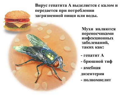Разносчик