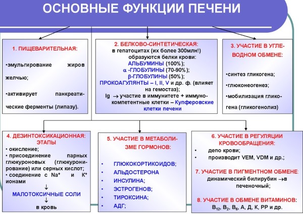 Печень выполняет очень важные функции в организме Печень выполняет очень важные функции в организме