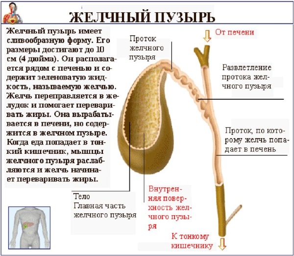 Строение желчного пузыря Строение желчного пузыря