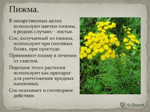 Пижма, которая входит в состав Танацехола, имеет много полезных свойств Пижма, которая входит в состав Танацехола, имеет много полезных свойств
