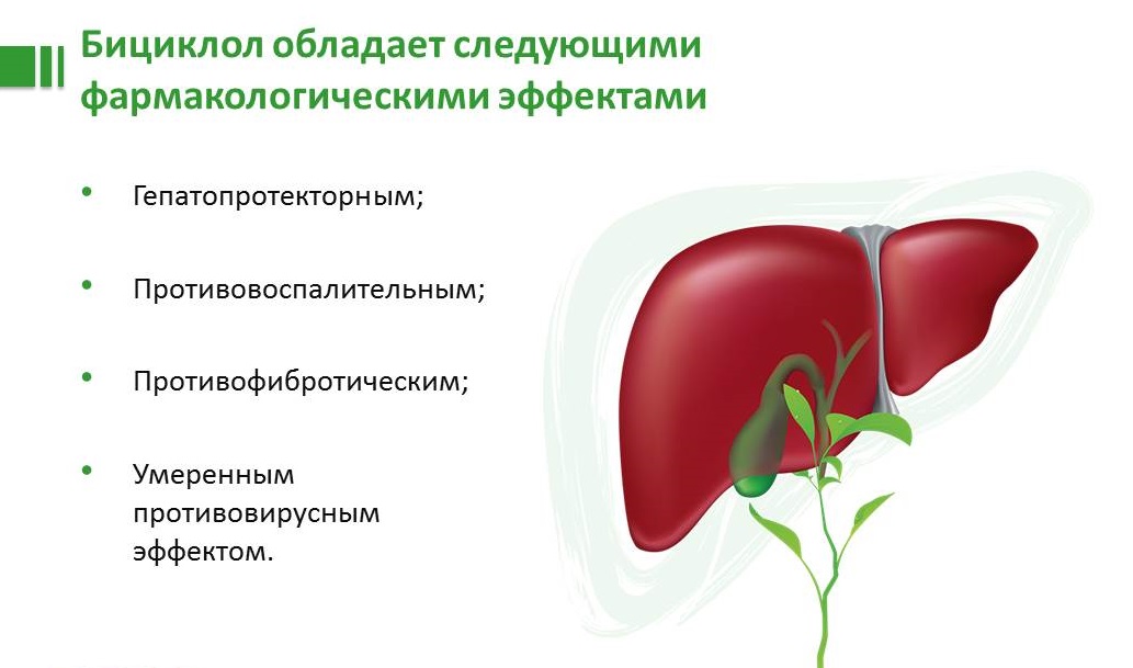 Фармакологические эффекты Бицеклола Фармакологические эффекты Бицеклола