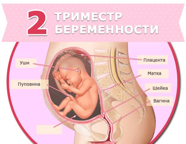 Второй триместр беременности Второй триместр беременности