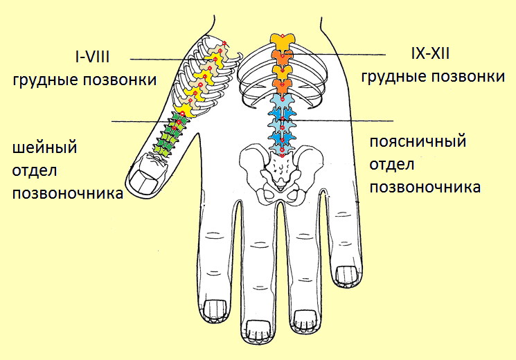 Точки соответствия, на которые надо воздействовать при протрузиях дисков, обозначены красным цветом