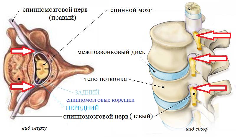 Из спинного мозга, через фораминальные отверстия, выходят 31(32) пара спинных нервов Из спинного мозга, через фораминальные отверстия, выходят 31(32) пара спинных нервов