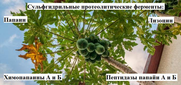 Лекарственные вещества в млечном соке зелёных плодов папайи (дынного дерева) Лекарственные вещества в млечном соке зелёных плодов папайи (дынного дерева)