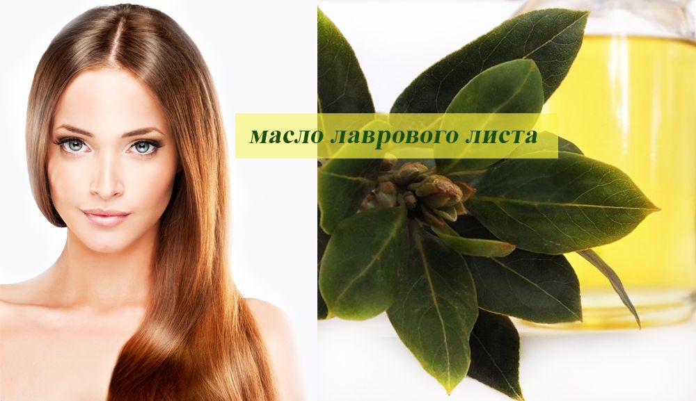 Масло с лавровыми листочками поможет справиться с суставными недугами и улучшить состояние волос. Лавровое масло поможет справиться с суставными недугами и улучшить состояние волос.