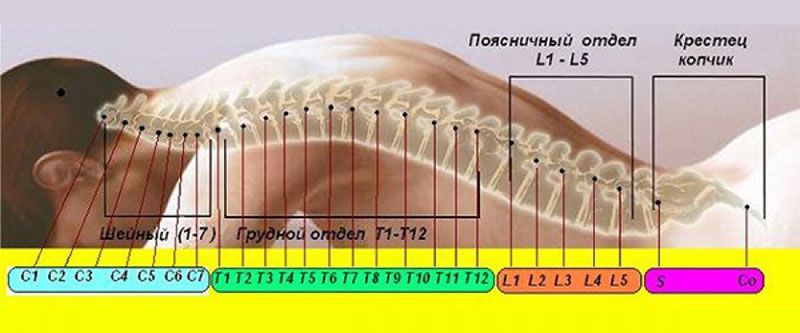 На фото представлена нумерация позвонков На фото представлена нумерация позвонков