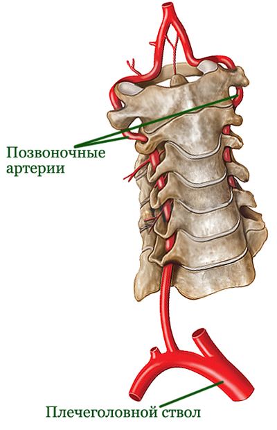 На фото – строение вертебральных артерий На фото – строение вертебральных артерий