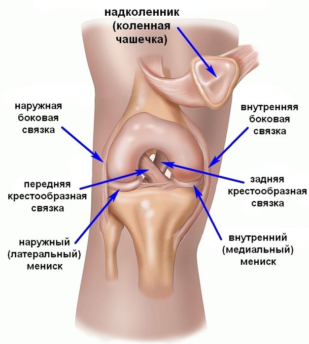 Особенности строения. Особенности строения.