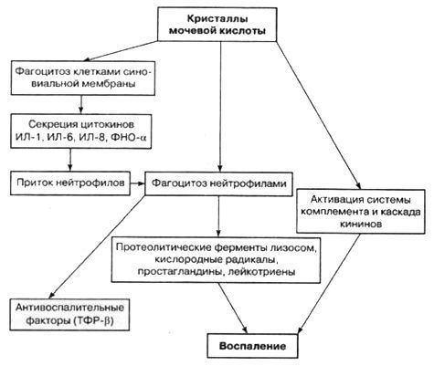Патогенез подагрического артрита Патогенез подагрического артрита