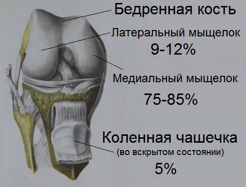 Преимущественная локализация рассекающего остеохондрита Кенига в коленном суставе Преимущественная локализация рассекающего остеохондрита Кенига в коленном суставе