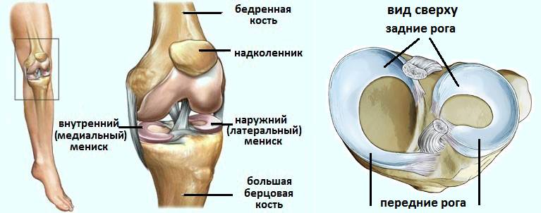 Расположение и форма медиального и латерального менисков Расположение и форма медиального и латерального менисков