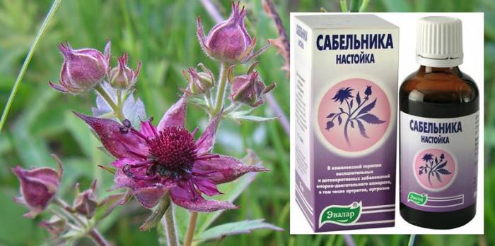 Растирка настойкой сабельника помогает быстрее снять обострение артрозов и артритов Растирка настойкой сабельника помогает быстрее снять обострение артрозов и артритов