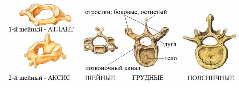 Строение человеческих позвонков Строение человеческих позвонков