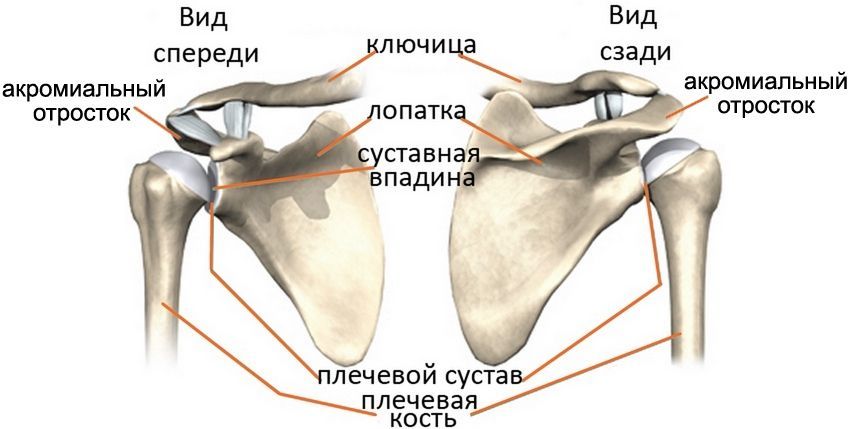 Строение плечевого сустава сложно Строение плечевого сустава сложно