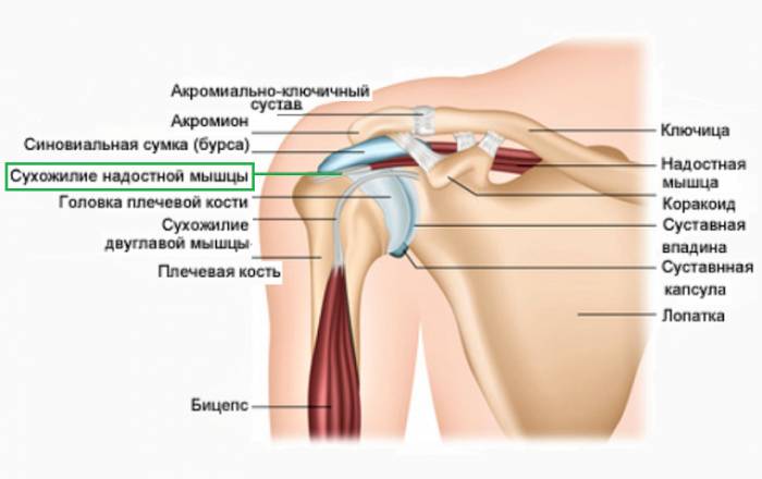 Главный фиксатор плече-лопаточного сочленения — сухожилие надостной мышцы Главный фиксатор плече-лопаточного сочленения — сухожилие надостной мышцы